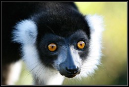 Мадагаскар: остров живых сокровищ. Экзотика