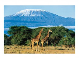 Танзания, русские идут! В руках у них "Снега Килиманджаро"