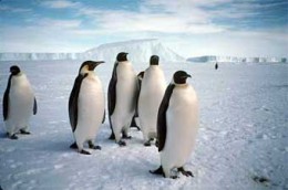 Антарктида: нестандартный отдых для самых смелых. Экстремальный туризм и отдых