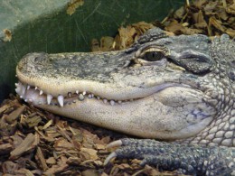 
Закормленный туристами священный крокодил в Бангладеш умер от обжорства