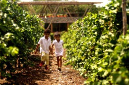 Доминикана становится привлекательным направлением для виноделов. Страны, города, курорты