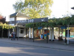 Лондонский зоопарк. Лондон → Развлечения
