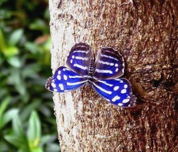 Сад живых тропических бабочек "Миндо"