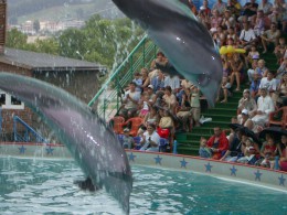 Утришский дельфинарий. Анапа → Развлечения