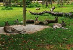 Сингапурский зоопарк, Сингапур