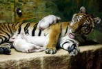 Тигровый зоопарк Сирача, Паттайя, Таиланд