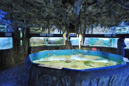 Алуштинский аквариум. Развлечения