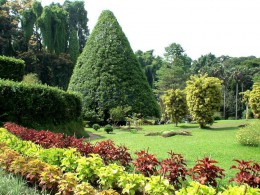 Ботанический сад. Шри-Ланка → Канди → Природа