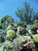 Коралловые рифы, Кабо-Верде