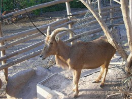 Зоопарк Агадира