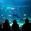 Сиднейский аквариум