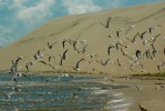 Миграция птиц на Куршской косе, Куршская коса, Литва