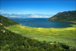 Скадарское озеро. Черногория → Подгорица → Природа