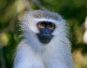 Заповедник «Страна обезьян», Мпумаланга, ЮАР