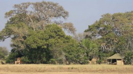 Лес Окаменелостей Чирунду. Замбия → Сиавонга → Природа