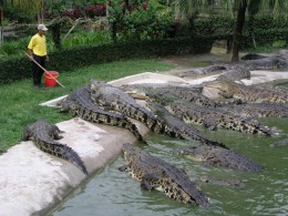 Крокодиловая ферма. Кения → Найроби → Развлечения