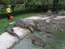 Крокодиловая ферма, Найроби, Кения