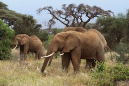 Национальный парк Амбосели. Кения → Природа