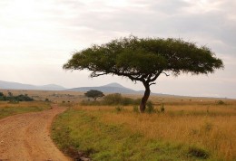 Национальные парки и заповедники Кении. Природа