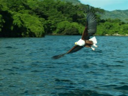 Озеро Малави. Природа
