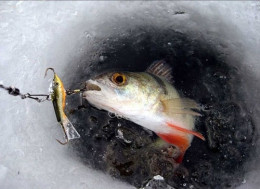Зимняя рыбалка: где ловить рыбу и как сверлить лунки. Россия → Отдых зимой