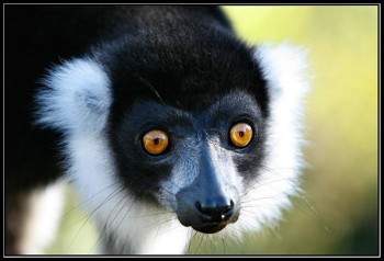 Мадагаскар: остров живых сокровищ