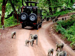 Сафари: охота за трофеем. Танзания → Экстремальный туризм и отдых
