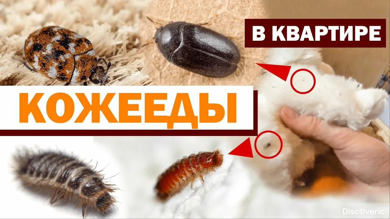 Кожееды в квартире как избавиться и откуда берутся	
