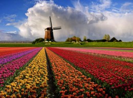 Голландия в цвету. Нидерланды
