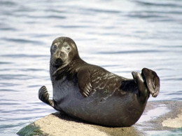 Ладожская нерпа: где и когда увидеть краснокнижного тюленя