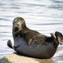 Ладожская нерпа: где и когда увидеть краснокнижного тюленя