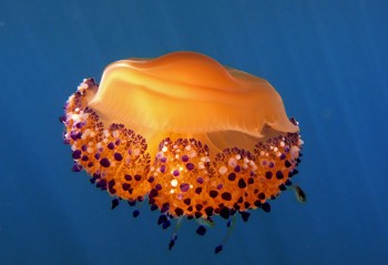 Нашествие медуз Кассиопея в Адриатическом море
