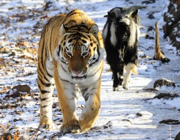 Козел Тимур потолстел за время дружбы с тигром Амуром. Россия