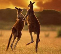 Новый Год вместе с кенгуру. Австралия