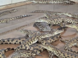 Крокодиловая ферма. Намибия → Музеи
