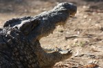 Крокодиловая ферма, Намибия