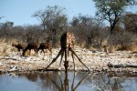 Национальный парк Этоша, Намибия