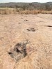 Следы динозавра, Намибия