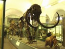 Зоологический музей, Санкт-Петербург, Россия
