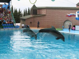 Сочинский дельфинарий «Ривьера». Развлечения
