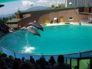 Сочинский дельфинарий «Ривьера», Сочи, Россия