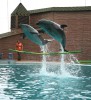 Сочинский дельфинарий «Ривьера», Сочи, Россия