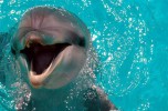 Утришский дельфинарий, Анапа, Россия