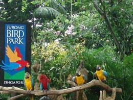 Парк птиц. Сингапур → Развлечения