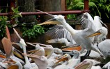 Парк птиц, Сингапур