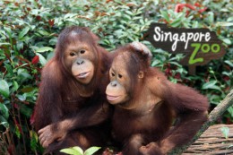 Сингапурский зоопарк. Развлечения
