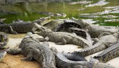Крокодиловая ферма, Бангкок, Таиланд