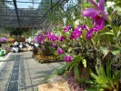 Деревня НонгНуч и парк орхидей, Паттайя, Таиланд