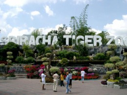 Тигровый зоопарк Сирача. Таиланд → Паттайя → Развлечения
