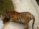 Тигровый зоопарк Сирача, Паттайя, Таиланд